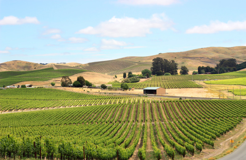 Winery near Cottage Grove Inn.