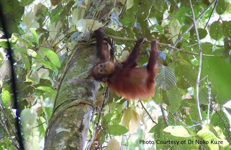 Orangutan tours at Borneo Rainforest Lodge.