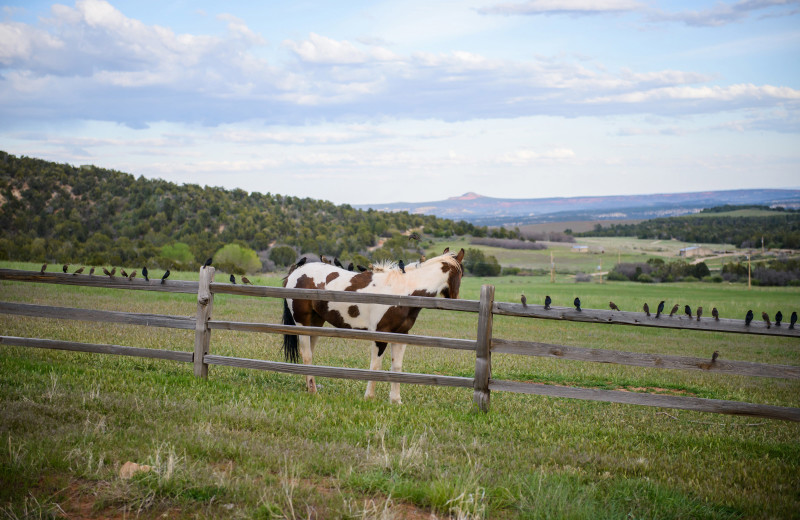 Horse at Clear Creek Family Ranch.