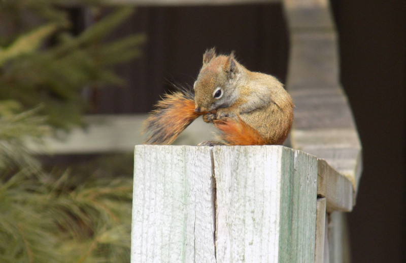 Squirrel at YMCA Camp Du Nord.