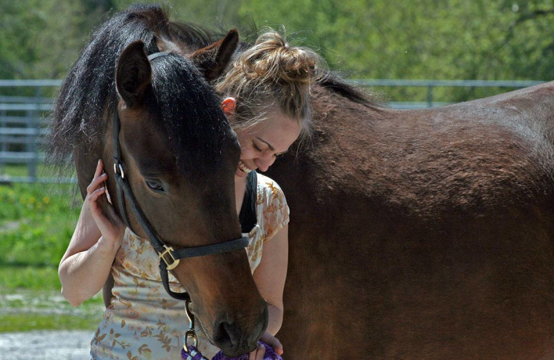 Horses at Ste. Anne's Spa.