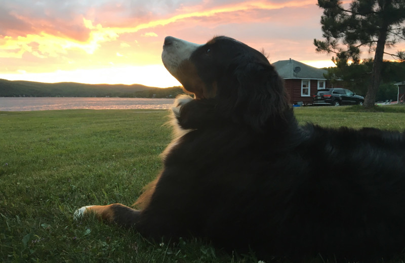 Pets welcomed at Jackson's Lodge and Log Cabin Village, Canaan, Vermont, Northeast Kingdom.