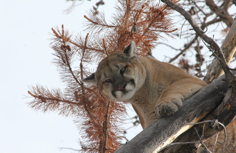 Cougar in tree at Kendall Valley Lodge.