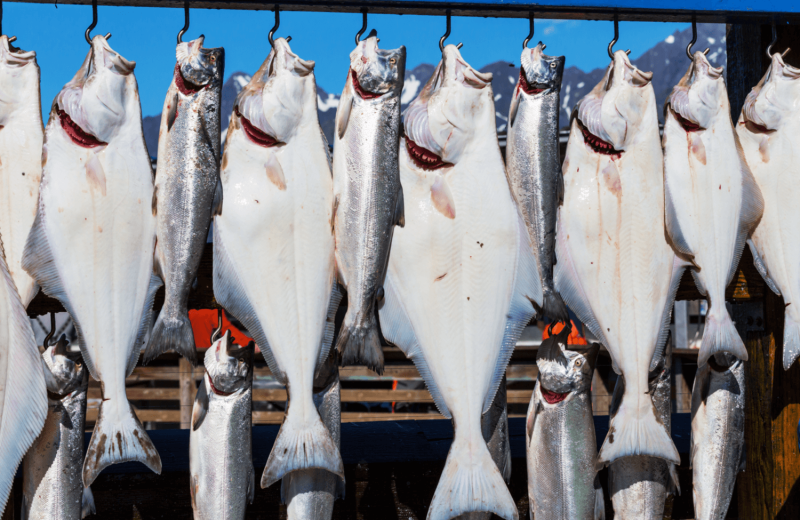 Fishing at Alaska's Big Salmon Lodge.