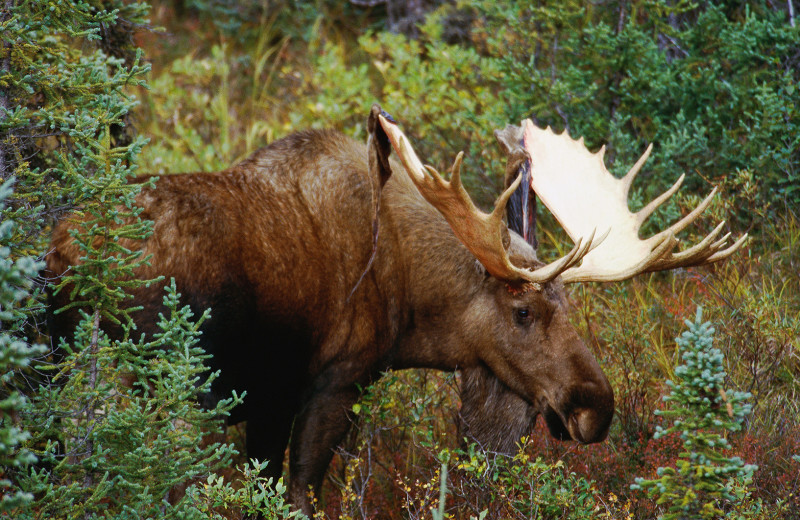 Moose at Wilderness Air.