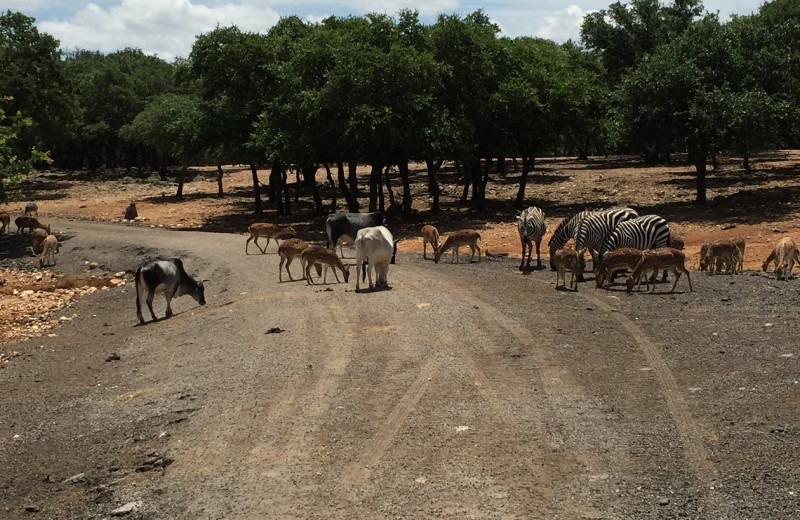 Road tour at The Exotic Resort Zoo.