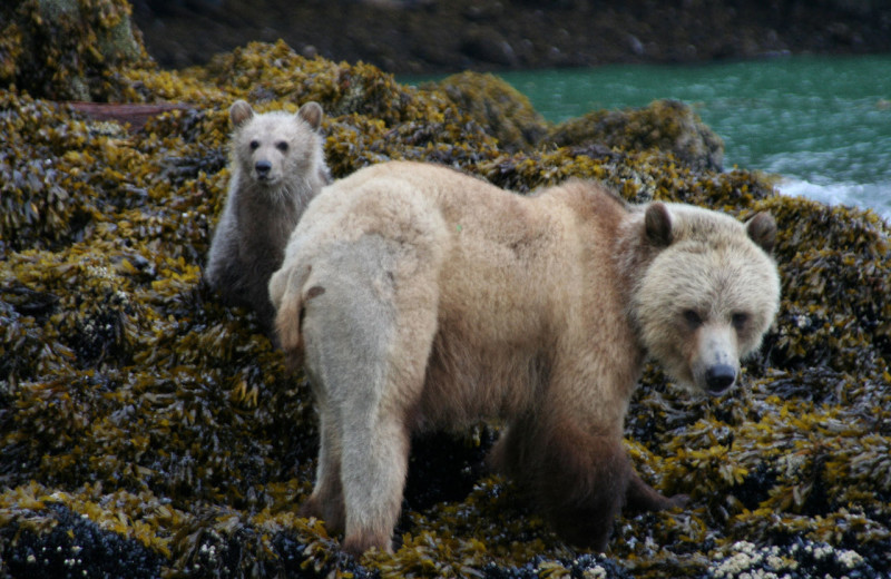 Bears at Grizzly Bear Lodge & Safari.