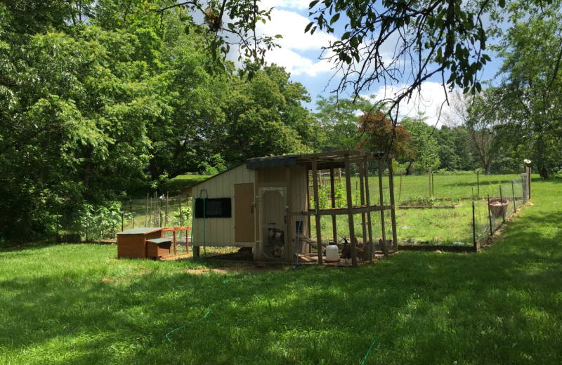 Chickens at The Alcove at Luray.