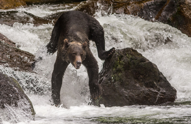 Bear at Grizzly Bear Lodge & Safari.