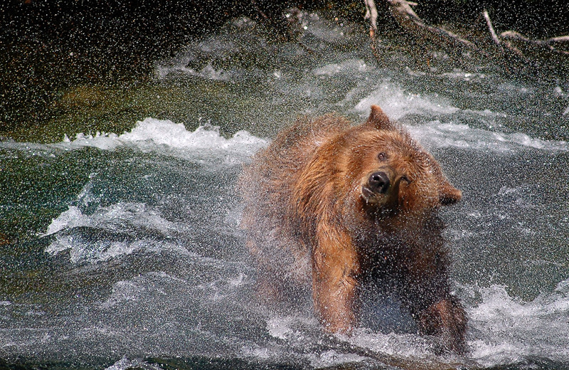 Bear at King Salmon Lodge.