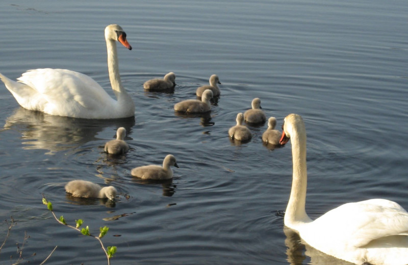 Swans at Tidewater Inn.