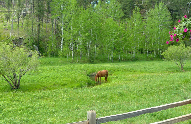 Horses at Newton Fork Ranch.