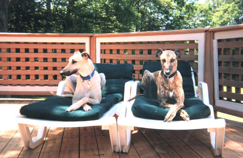 Pets welcome at Inn At Lake Joseph.