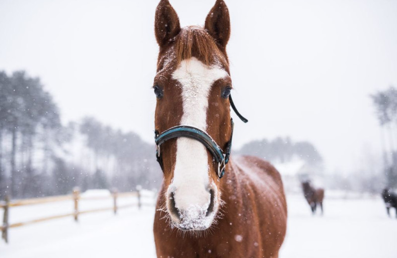 Edson Hill Horses