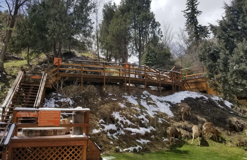 Springs at Box Canyon Lodge & Hot Springs.