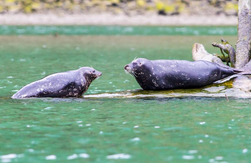 Seals at Frontier Experience.