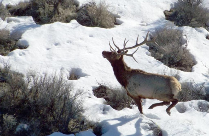 Elk at Packwood Lodge.