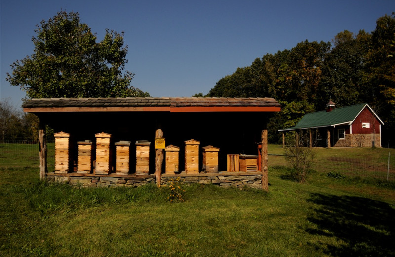 Millstone Farm honey bees at Buttermilk Falls Inn & Spa.