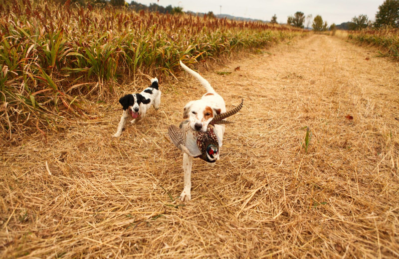 Pets welcome at Deer Creek Lodge.