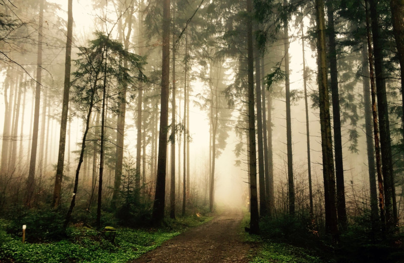 Forest near Aqua Breeze Inn.