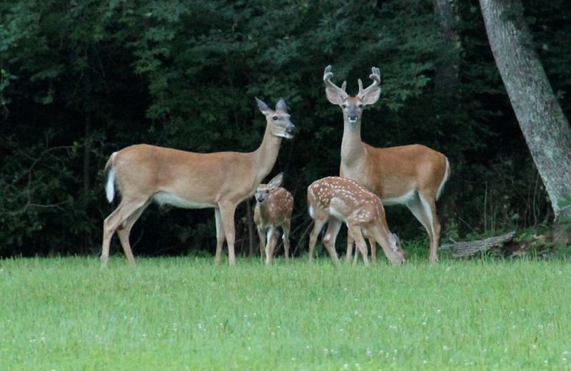 Deer at The Inn at Pocono Manor.