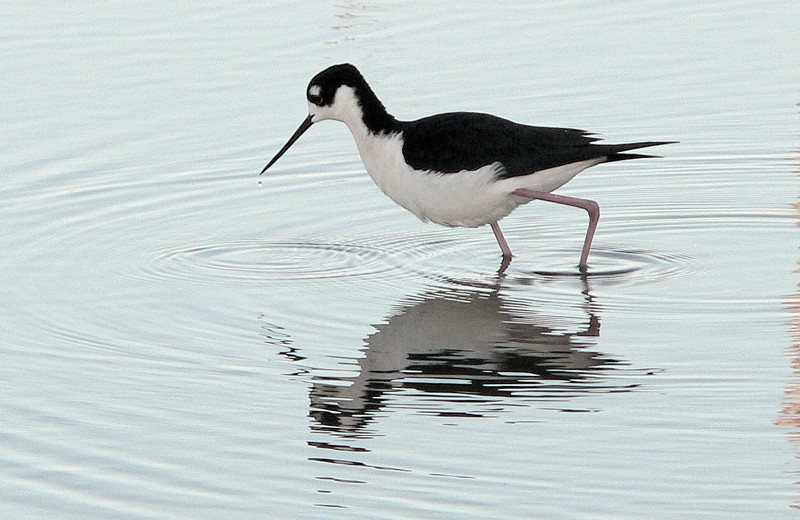 Bird at The Dunes Condominiums.