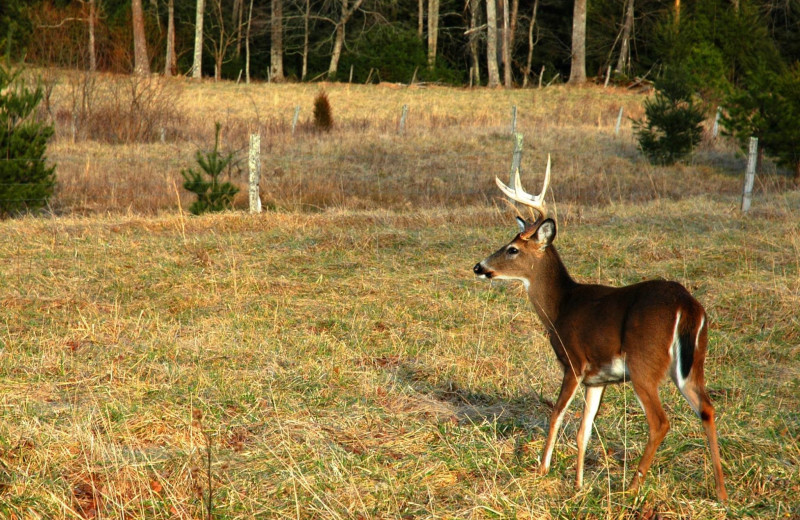 Deer at Chalet Village.