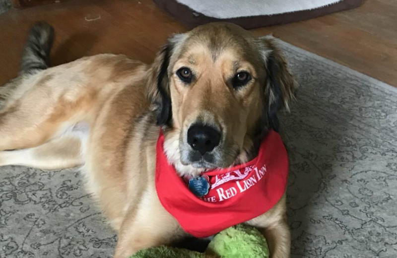 Pets welcome at Red Lion Inn.