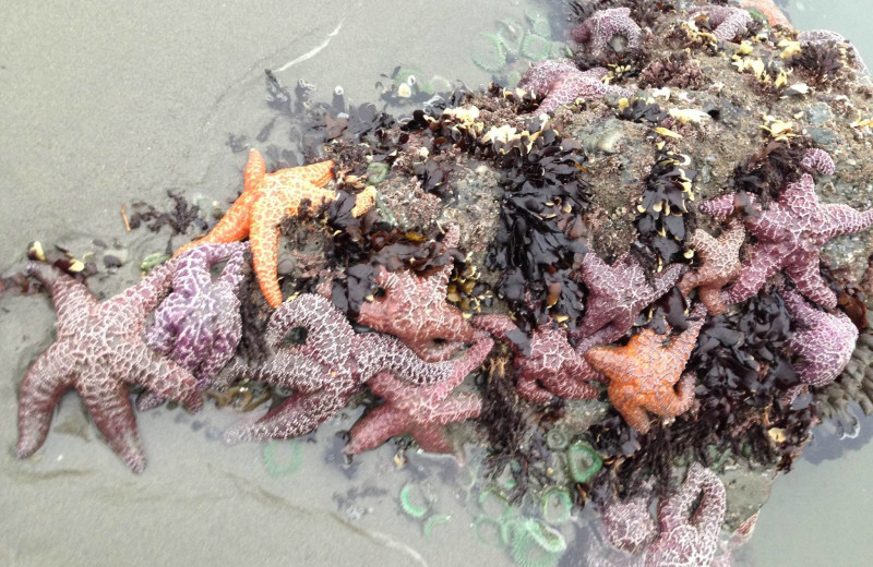 Starfish at Quileute Oceanside Resort.