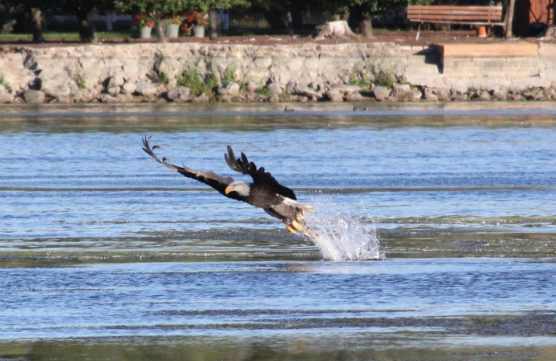 Eagle at Lazy Oaks Resort.