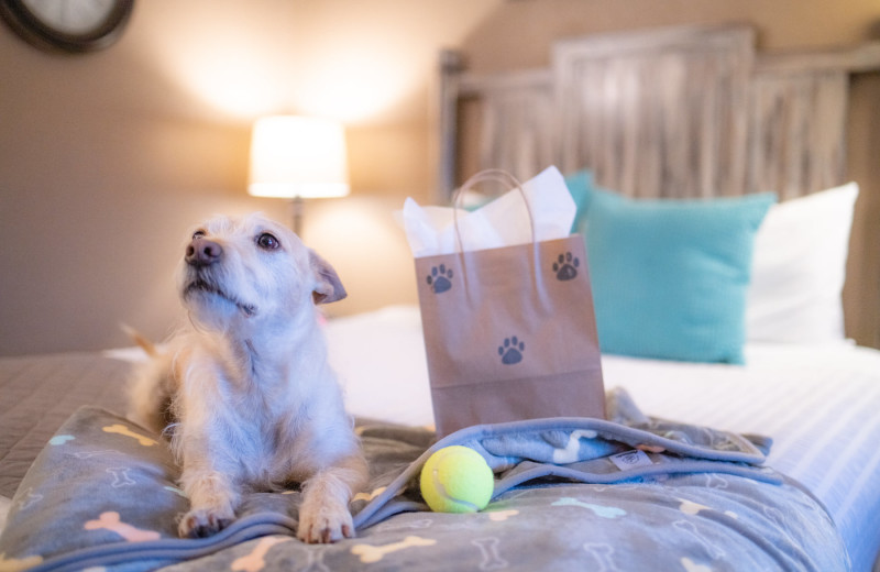 Pets welcome at Mountain View Lodge.