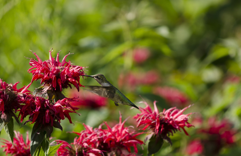 Jackson's Lodge is home to multiple hummingbirds, fed with hummingbird feeders hanging around the Lodge in Canaan, Vermont.