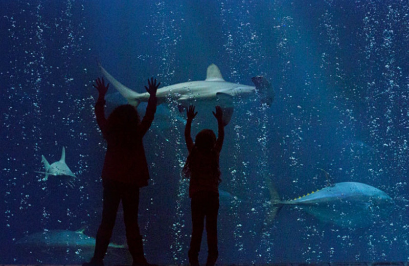 Aquarium near Monterey Tides.