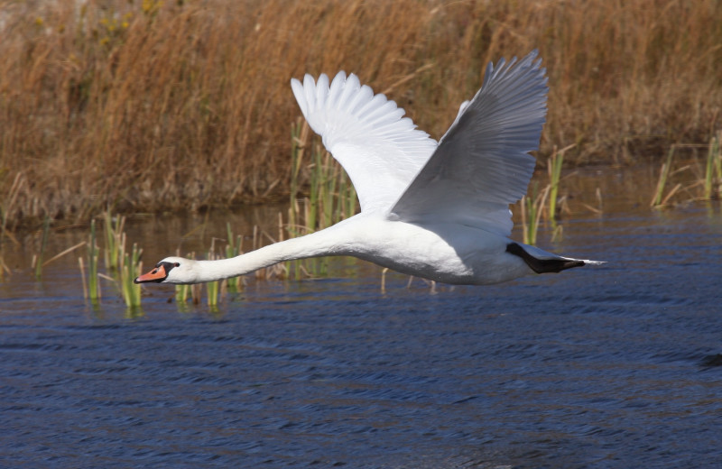 Wildlife at The South Winds.