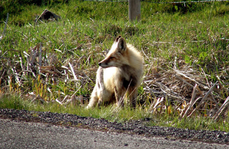 Fox near North Shore Lodge & Resort.