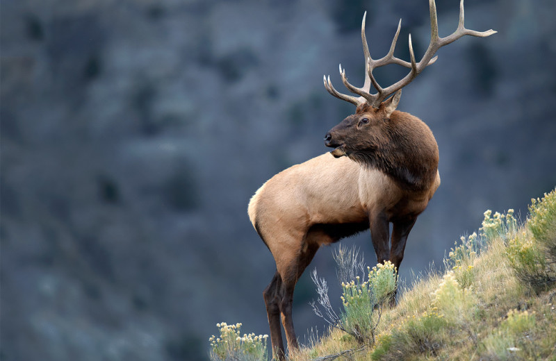 Elk at Hualapai Mountain Resort.