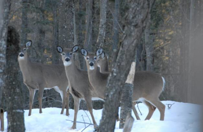 Deer at S & J Lodge.