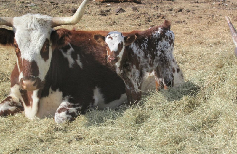 Cattle at Way Of Wolf B & B.