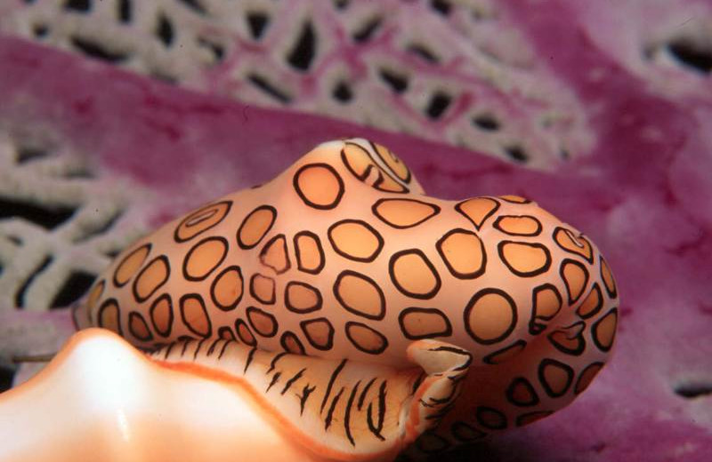 Underwater life at Orange Hill Beach Inn.