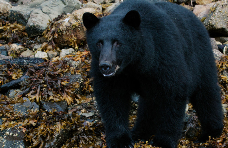 Bear watching at Tofino Resort + Marina.