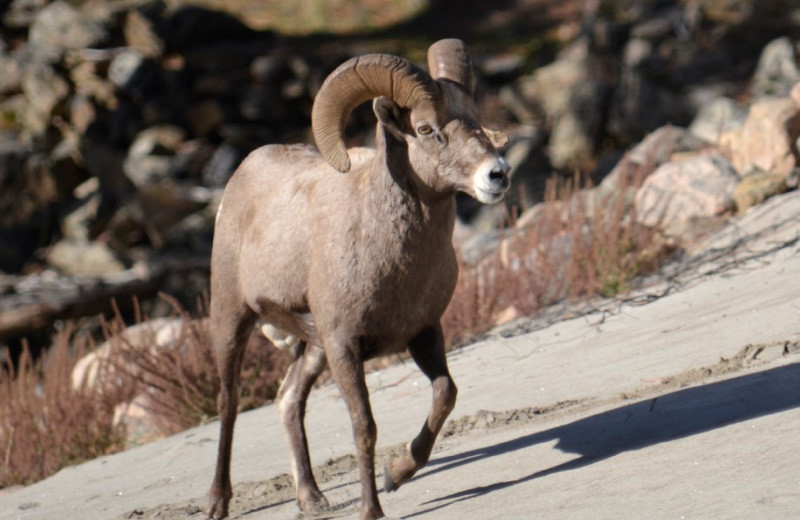 Mountain goat at Salmon River Tours.