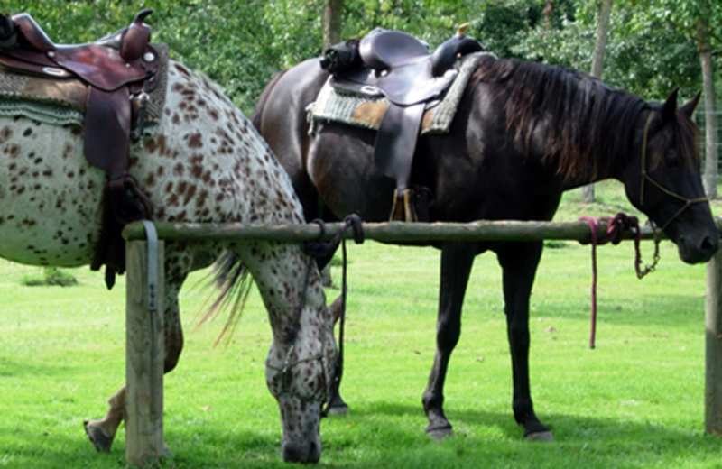 Horses at Fairway Inn