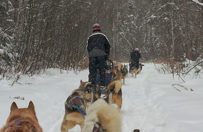 Dogsledding at Ogopogo Resort.