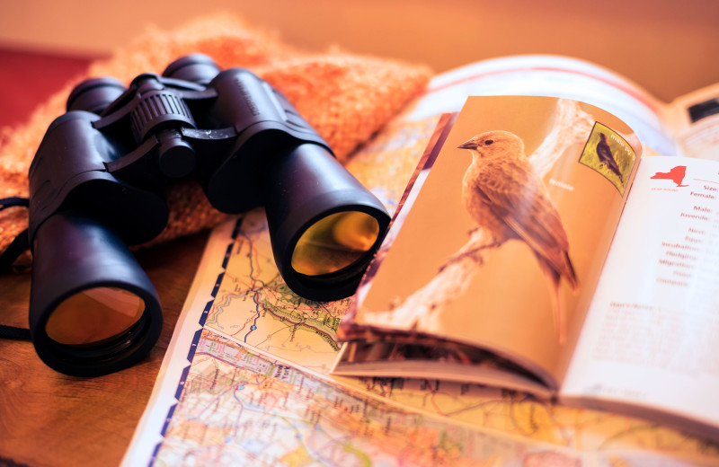 Bird watching at The Inns of Aurora.