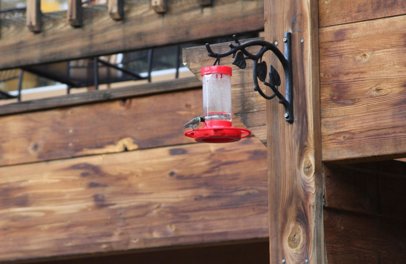 Hummingbird at Woodlands On Fall River.