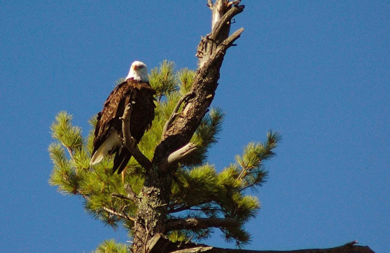 Bald eagle at Rainy Lake Houseboats.