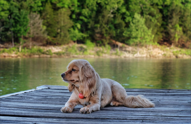 Pets welcome at Calm Waters Resort.