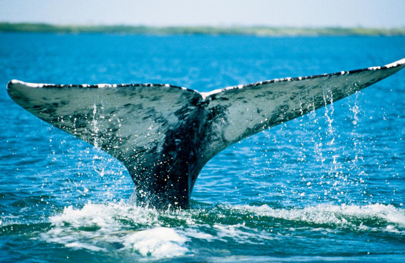 Whale watching at Old Town Inn.