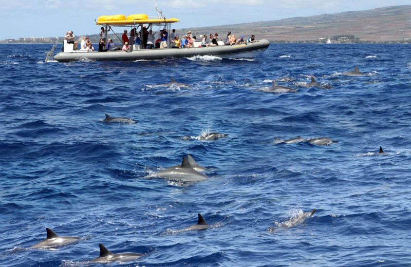 Dolphins at Chase 'n Rainbows Real Estate.