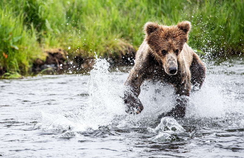 Bear at Frontier Experience.